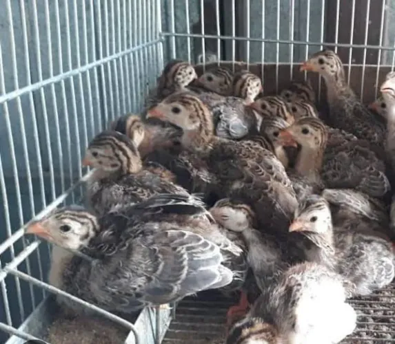  filhotes de picota , galinha d angola 