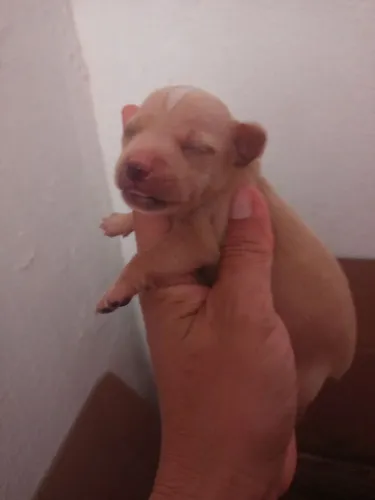 Lindo pinscher macho número 1 para reservar 