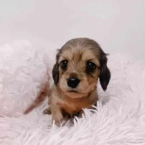 Baby muito companheiro: Teckel/Dachshund/Salsicha/Salsichinha/Basset/Cofap - Pelo longo