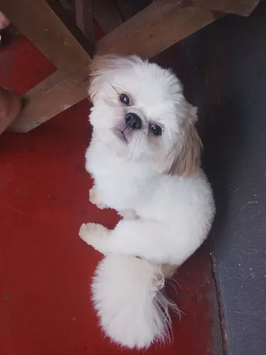 Shitzu mini