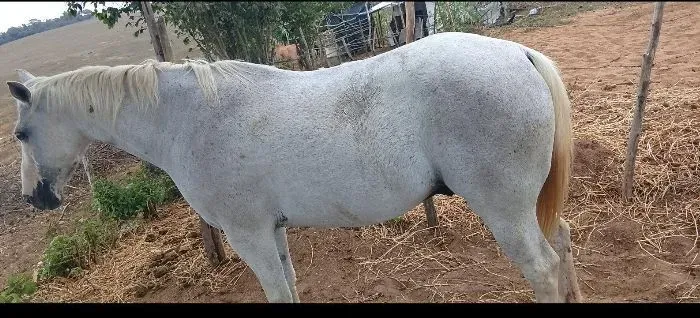 Cavalo