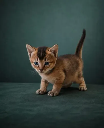 Vendo gata Abissínio