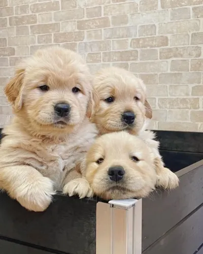 Golden retriever com temperamento excepcional