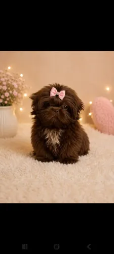 Shih tzu femea disponivel 