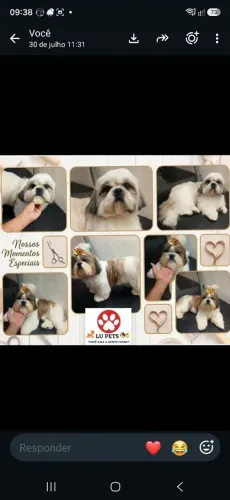 Venda de Shih-tzu Puro
