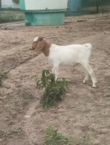  Futuro Reprodutor Boer 