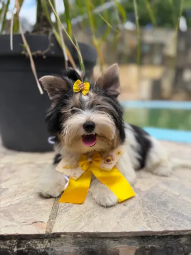 Filhotes Biewer Terrier
