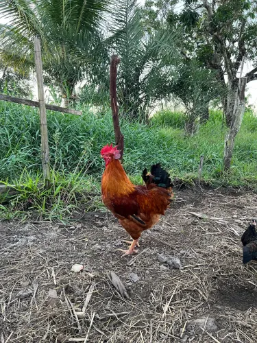 Frango caipira com 6 meses de idade