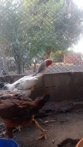 Vendo pintos índio gigante .( descrição)