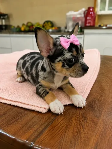 Fêmea - Pelo Curto - Chihuahua