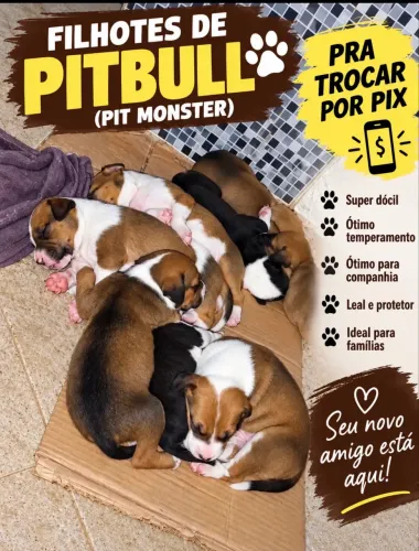 Vendo cachorro filhote da raça pitbull 