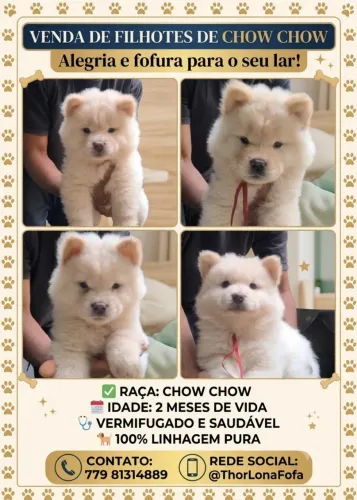 Filhotes de Chow-Chow