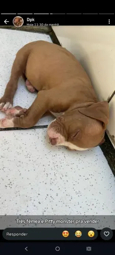 Pitbull  te mostra
