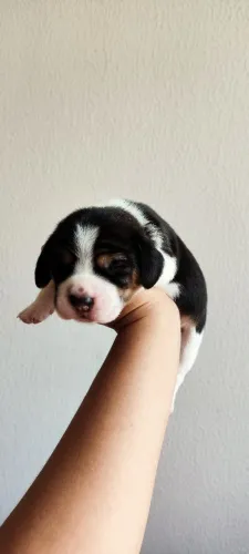 Beagle - filhotes entrega em Agosto