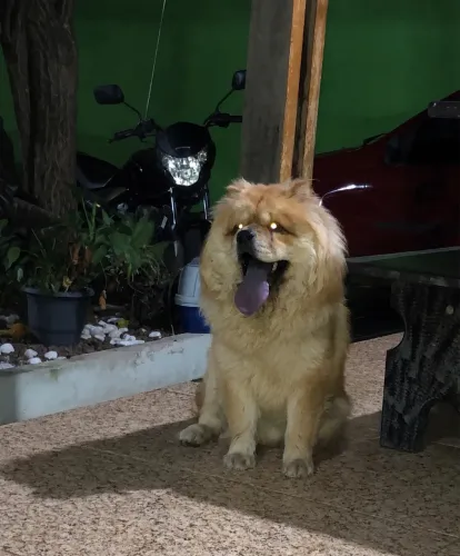 Chow Chow cruza 