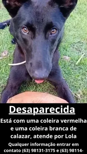 Cachorra Perdida