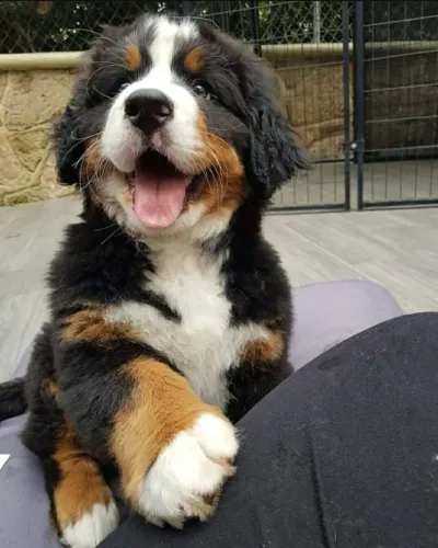 Bernese Elegância também pode ser peluda.