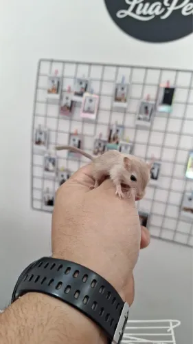 Gerbil (machos e fêmeas)