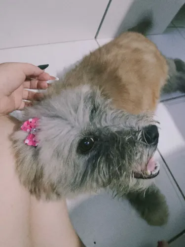 Vendo cachorra