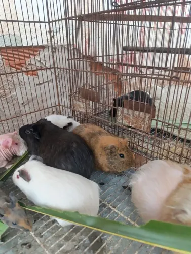 Vendo porquinho da india