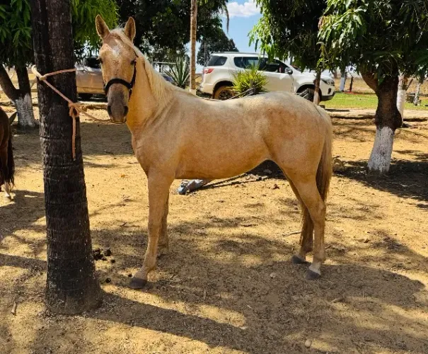 Potra