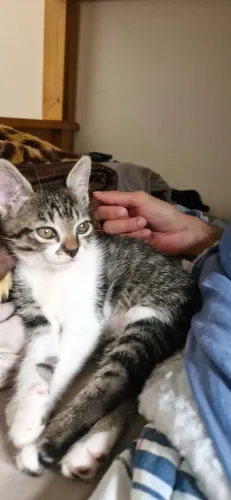 Filhote para adoção