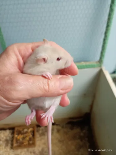 Rato Twister, pet.
