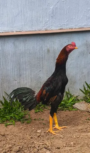 Frango índio