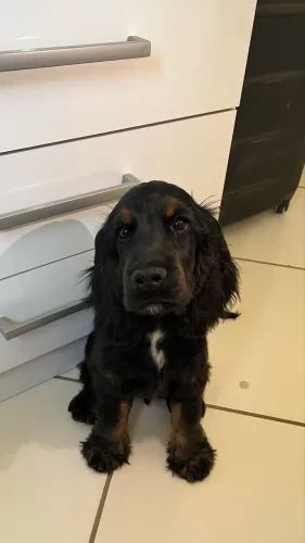 Filhote fofinho de cocker spaniel, macho