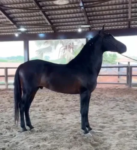 Cavalo Mangalarga Marchador, registro no definitivo, inteiro, marcha batida
