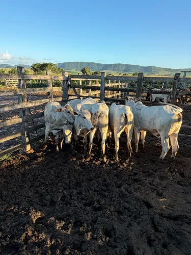 Venda de gado 