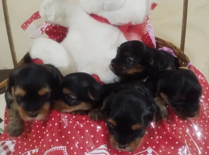 Vendo cachorro Yorkshire !