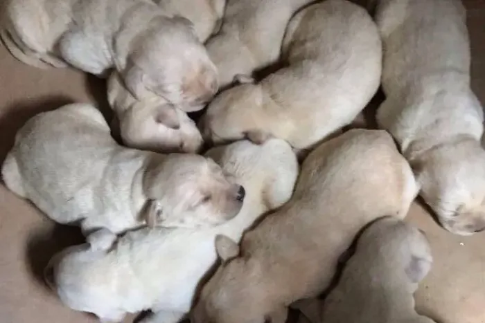 Doação de Labrador
