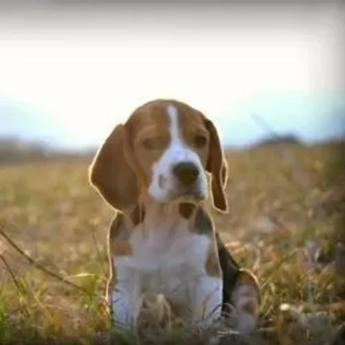 Beagle,Beagle Filhote Estrutura Perfeita Disponível