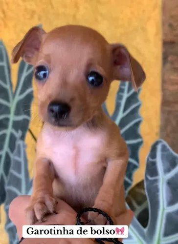 Pinscher fêmea zero ac cartão 