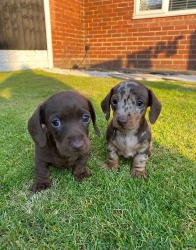 Dachshund teckel machos cores exóticas
