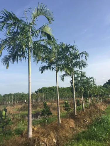 Mudas de Palmeira Carpentária