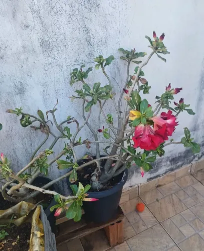 Rosa-do-deserto ORNAMENTAL