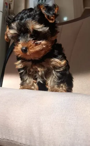 Cheio de carinho, brincalhão e pronto para encontrar uma família que lhe dê muito amor.