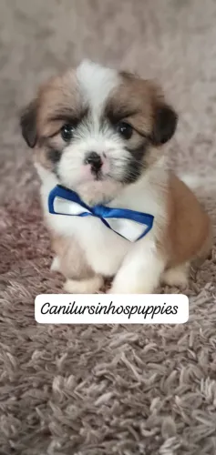 Lhasa apso garanta o seu 