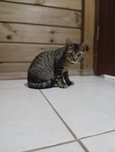 Gatinho macho pra doação 