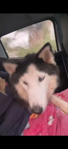 Vendo cachorro, motivo não tenho espaço