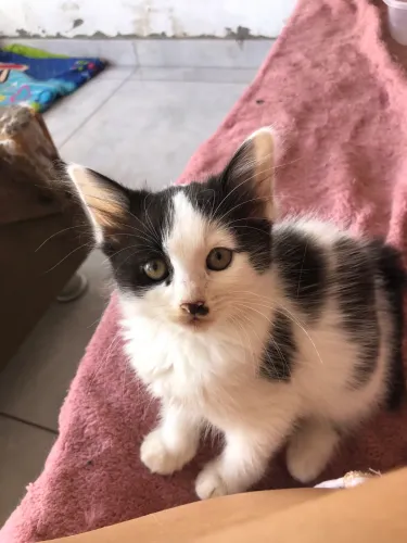 filhote gato
