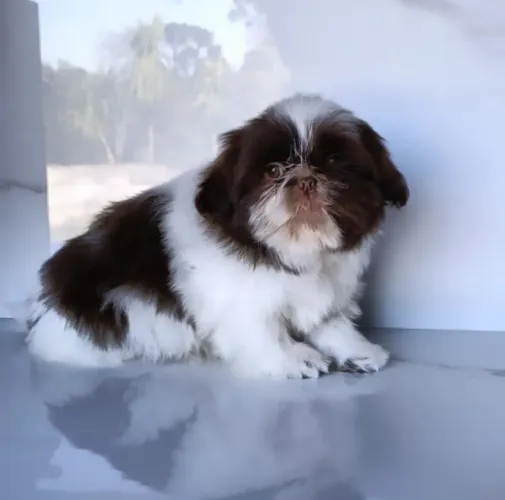 Maravilhosos Machinhos de Shih Tzu