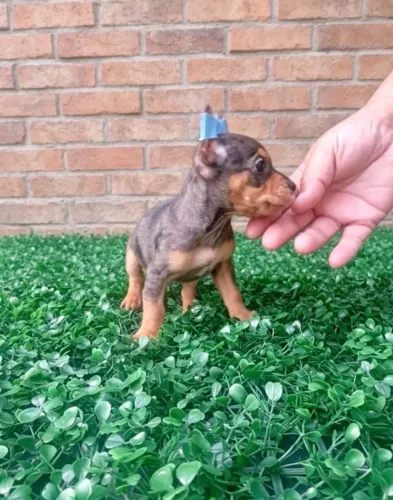 Pinscher f