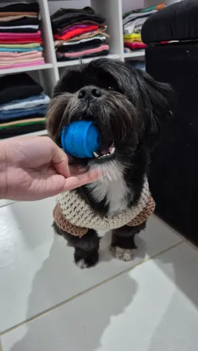 Cachorro lhasa-apsp para Adoção