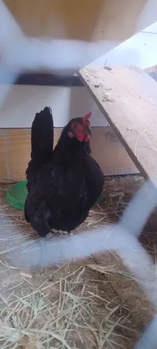 Galinhas e galo