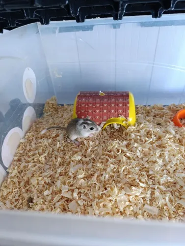 Esquilo da mongololia (Gerbil) femea