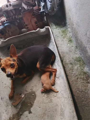 Filhote de pinscher número 1 macho