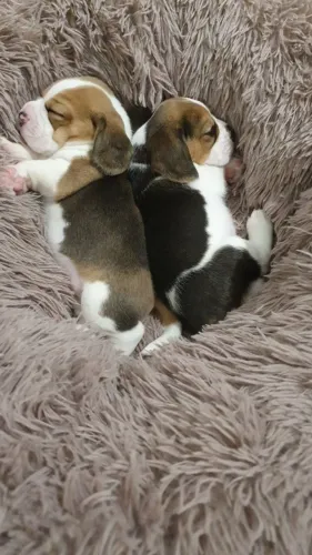 Beagle para sua familia 